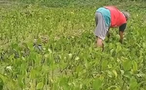 Mengulas Manfaat Genjer, Tanaman Liar yang Baik Untuk Kesehatan Tubuh