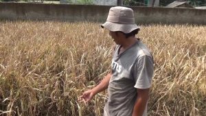 Program Petani Milenial Kembali Dikritisi, Herry Dermawan: Petani Banyak yang Kurang Sejahtera