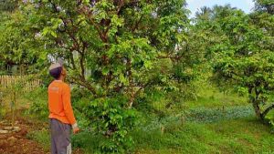 Faktor Cuaca Diduga Jadi Biang Kerok Hasil Panen Belimbing Madu di Agrowisata Banjar Anjlok