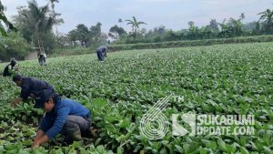 Petani di Kebonpedes Sukabumi Mengeluh Harga Jual Caisim Makin Anjlok