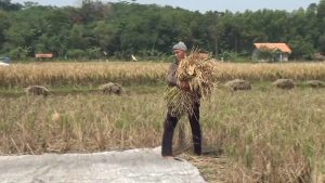 Juli dan Agustus Hasil Panen Padi di Purwakarta Lebih Dari 80 Ton Dari 12 Hektare Sawah