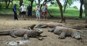 Mulai Hari Ini, Tiket Masuk Taman Nasional Komodo Resmi Naik Jadi Rp3,75 Juta, Masih Berminat?