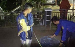 Seekor Kukang Masuk ke Rumah Warga di Pamarican Ciamis, Kok Bisa? Begini Ceritanya