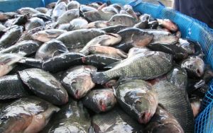 Karawang Bakal Jadi Daerah Penyedia Benih Ikan Nila, Ini Potensinya