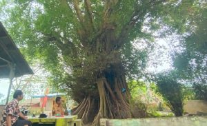 Asal Usul Nama Desa Kayu Besar di Serdang Bedagai, Bermula Pohon Berusia 200 Tahun