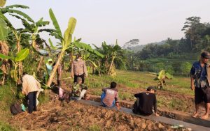 Garut Gaungkan Ketahanan Pangan, 40 Hektare Lahan Ditanami Jagung Serentak