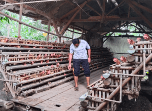 Harga Telur Naik, Peternak Ayam Petelur di Purwakarta Makin Bergairah