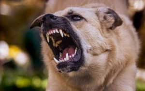 Awas! Ada 17.289 Hewan Pembawa Rabies di Kabupaten Garut