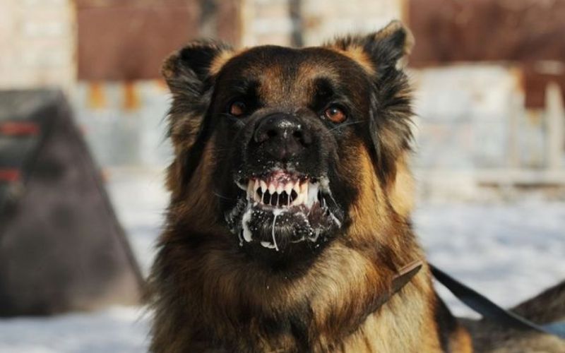 Dinkes Garut Siapkan Vaksin Antirabies di Puskesmas untuk Antisipasi Penyakit Rabies