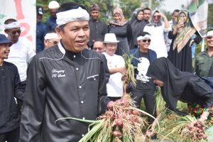 Dedi Mulyadi dan Petani Milenial Panen 30 Ton Bawang Merah di Purwakarta