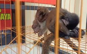 Bikin Sedih! Begini Kondisi Monyet dan Lutung yang Selamat dari Penganiayaan di Tasikmalaya