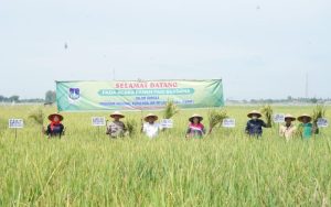 Panen Padi, Wali Kota Tebing Tinggi Berharap Harga Beras dapat Stabil