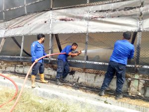 Kandang Ayam di Serang Bedagai Terbakar, Ratusan Ekor Ayam Mati Terpanggang
