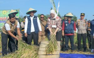 Panen Raya di Purwakarta Produksi 50 Ribu Ton Beras