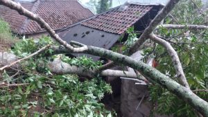Longsor! Rumah Warga Cikadu Cianjur Ambruk Tertimpa Pohon