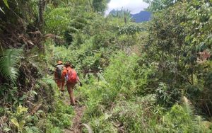 Waduh! Lansia Asal Humbahas Hilang di Hutan Sitaotao Sibuluan
