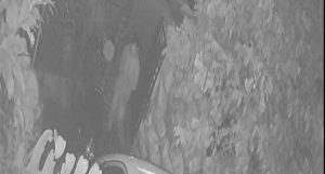 Terekam CCTV, Dua Remaja Gasak Motor Warga di Purwakarta.