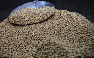 Harga Kedelai di Kota Bandung Kembali Naik, Capai Rp13.000 per Kilogram