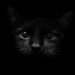 Kucing
