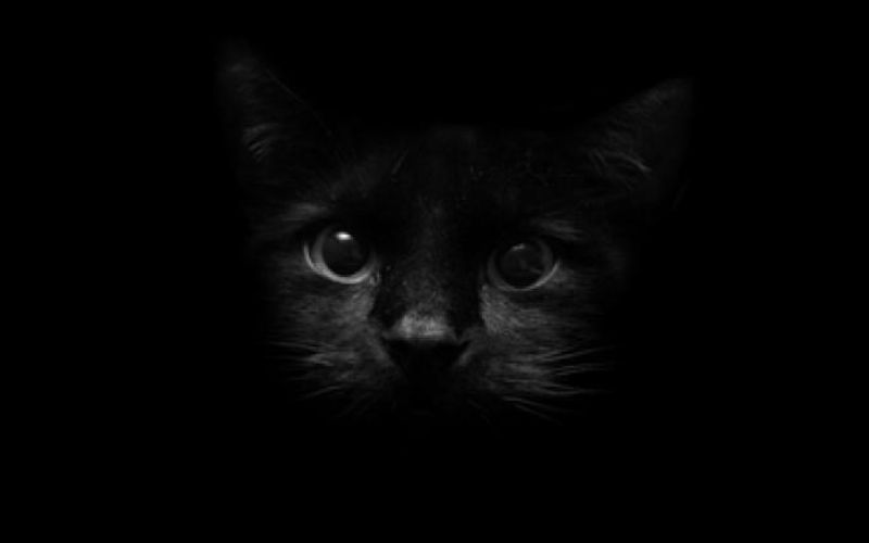Kucing
