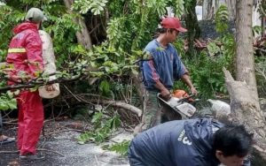 Ribuan Pohon di Kota Bandung Dipangkas, Ternyata Ini Tujuannya