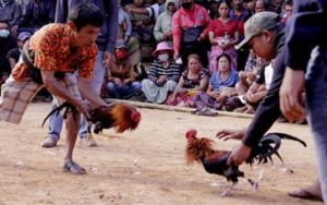Polisi Gerebek Lokasi Sabung Ayam di Serdang Bedagai, Puluhan Orang Kocar-kacir