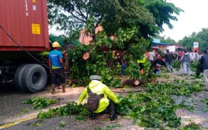 Truk Trailer Tertimpa Pohon di Tebing Tinggi, Sopirnya Tewas