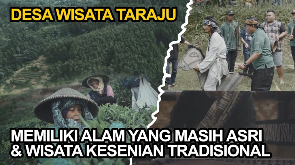Sensasi Petik Daun Teh di Desa Wisata Taraju Tasikmalaya