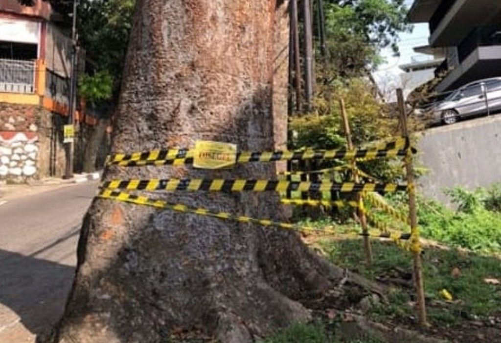 Kongkalingkong Oknum DPKP3? Upaya Tebangi Pohon Mahoni di Bandung