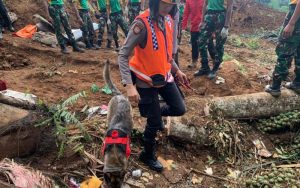Tim SAR kembali Temukan Korban Gempa Cianjur yang Tertimbun