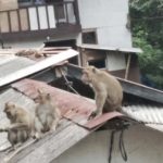 Kawanan monyet liar di pemukiman warga Bandung