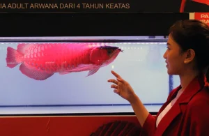 Ikan Siluk Merah atau Arwana Super Red