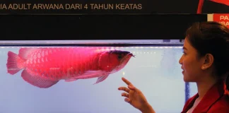 Ikan Siluk Merah atau Arwana Super Red