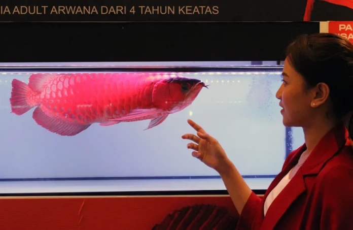 Ikan Siluk Merah atau Arwana Super Red