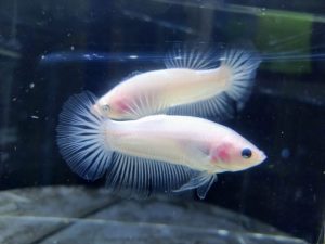 Begini Cara Bedakan Ikan Cupang jantan dan Betina.