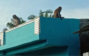 Walah! Pak Kades dan Warga Dihadang Gerombolan Monyet di Salawu Tasikmalaya