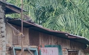 Warga Resah, Kawanan Monyet Liar di Tebing Tinggi Curi Pakaian dan Makanan