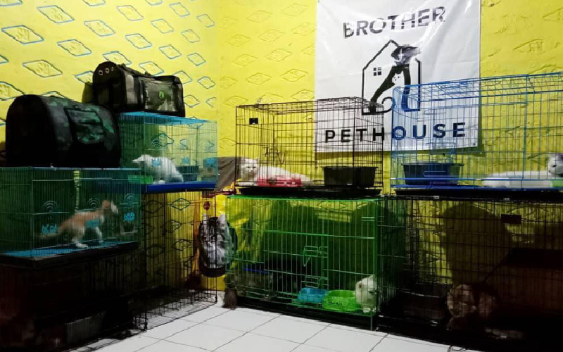 Bingung Cari Tempat Penitipan Kucing di Purwakarta? Cek Disini Lokasinya