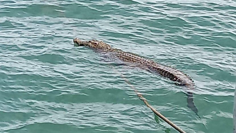 Buaya Peliharaan di Bekasi Tiba-tiba Lepas, Satu Regu Tim Rescue Diterjunkan
