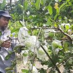 Jambu Kristal