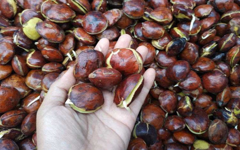 Wah! Harga Jengkol di Cianjur Tembus Rp55 Ribu per Kilo