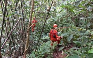 Seorang Pria di Mandailing Natal Hilang di Hutan, Pencarian Terus Dilakukan