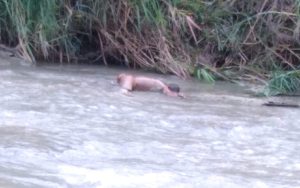 Identitas Mayat yang Terapung di Sungai Ular Serdang Bedagai Masih Misteri