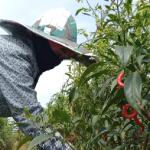 Petani