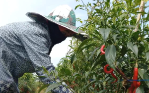 Hama Patek dan Lalat Buah Mulai Merebak, Petani di Purwakarta Tingkatkan Kewaspadaan