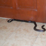 Ular
