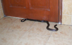 Heboh! Seekor Ular Masuk ke Rumah Warga di Warungkondang Cianjur
