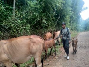 Kisah Adria, Pelajar SMP di Purwakarta Yang Rutin Menggembala Sapi Sepulang Sekolah