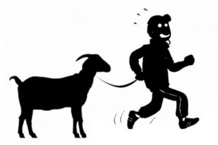 Ilustrasi pencurian hewan ternak