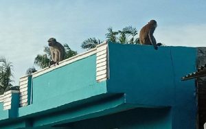 Warga Tebing Tinggi Resah, Kawanan Monyet Liar Rusak Rumah